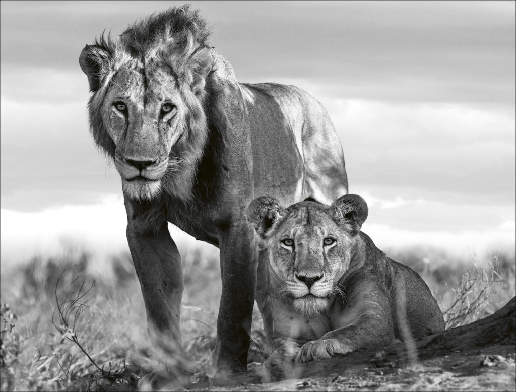 leeuwen-beusker-teneues