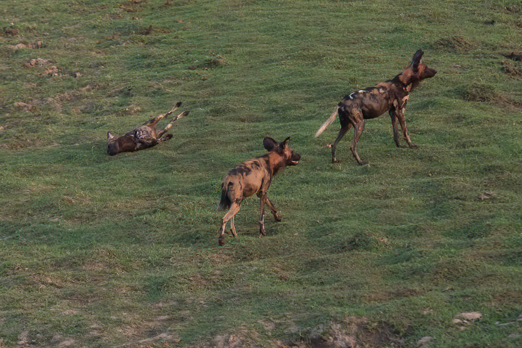 painted-dogs-mana-pools-gras-henk-bothof