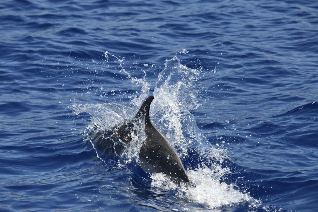 gevlekte-dolfijn-VMT-madeira-henk-bothof
