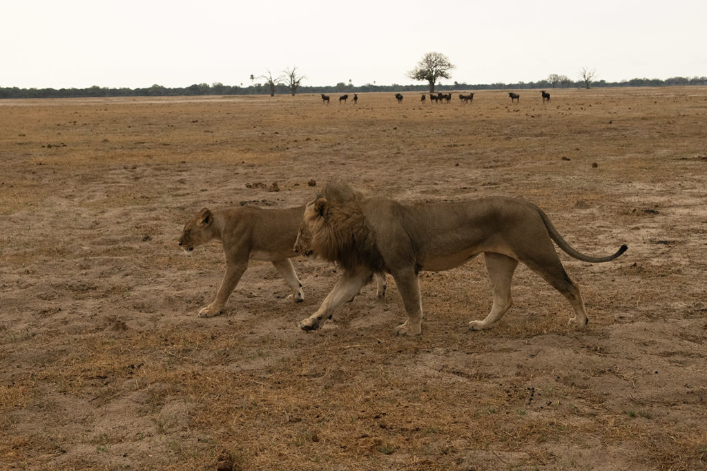 leeuwenduo-savanneh-wange-henk-bothof