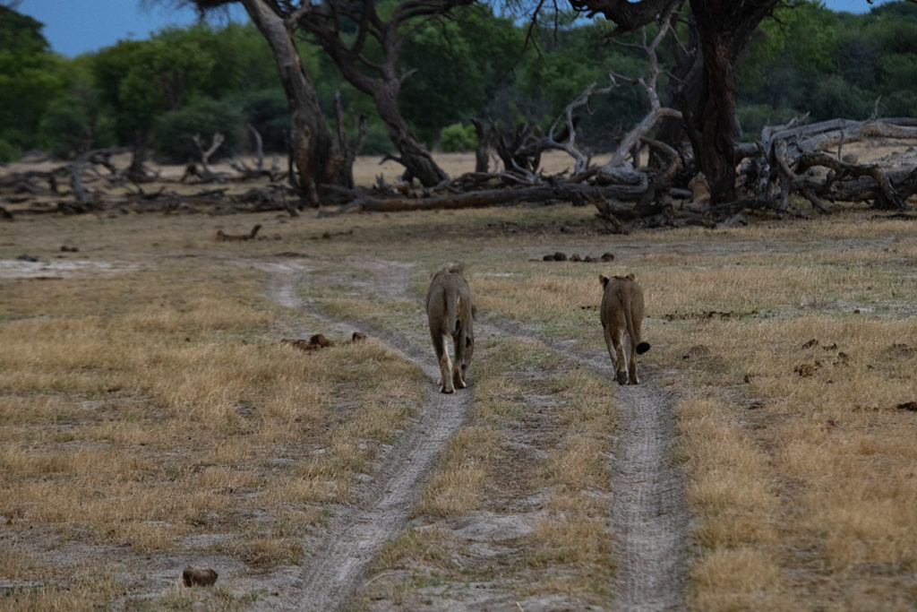 leeuw-en-leeuwin-over-weg-hwange-henk-bothof