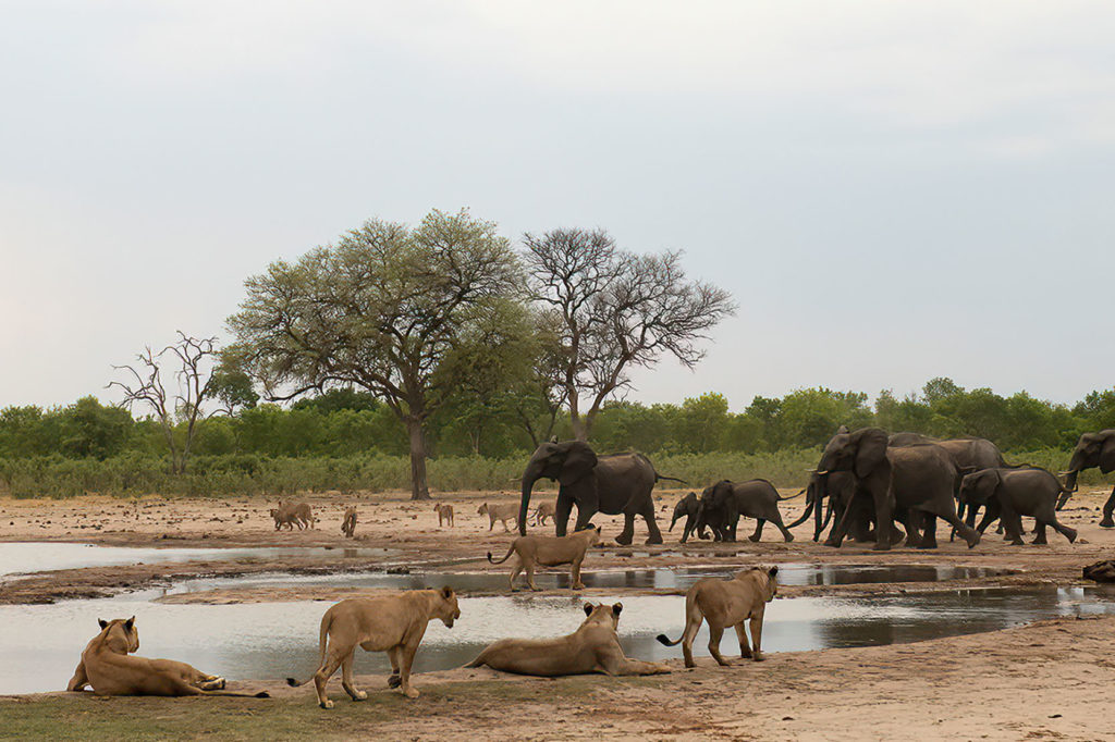 drinkplaats-leeuwenhwange-henk-bothof