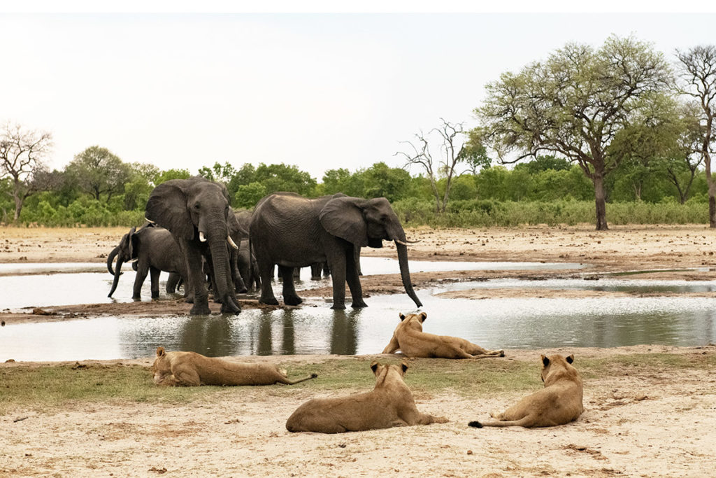 olifanten-en-leeuwen-drinkplaats-hwange-henk-bothof
