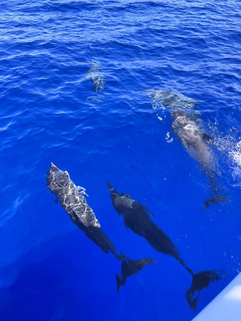 dolfijnen-madeira-avo