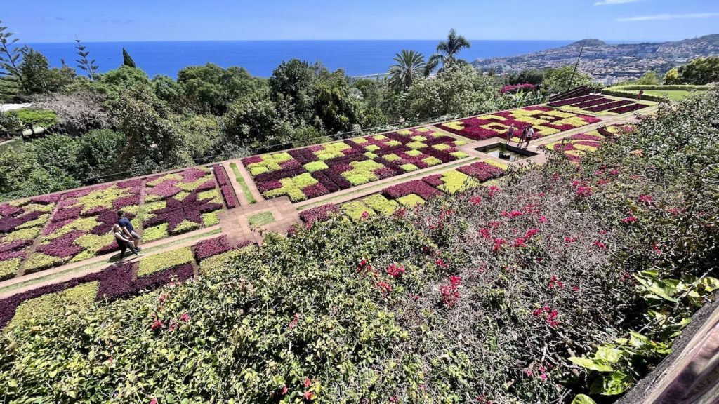 jardim-botanico-funchal-avo