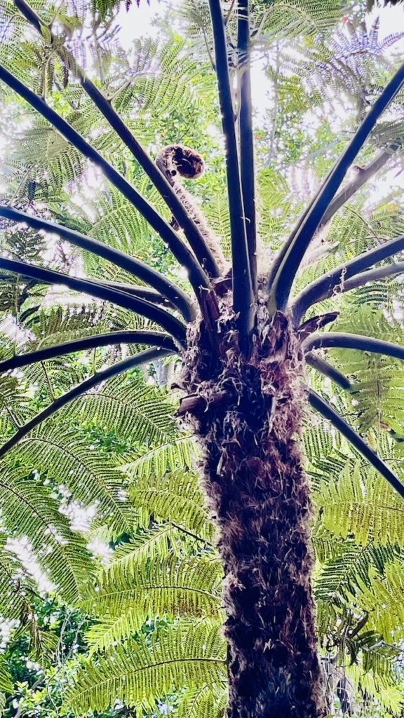 varen-boom-monte-palace-avo