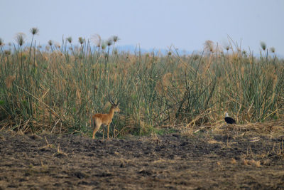 papyrus-moeras-busanga-henk-bothof