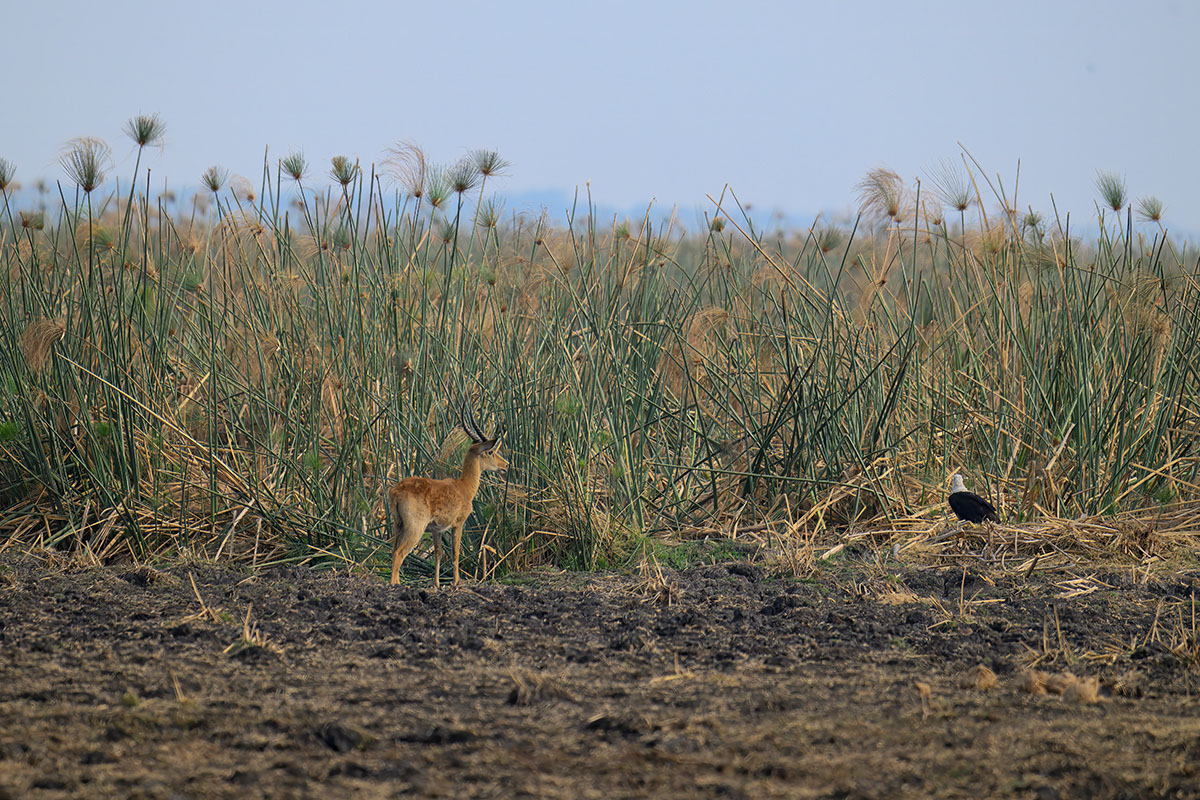 papyrus-moeras-busanga-henk-bothof