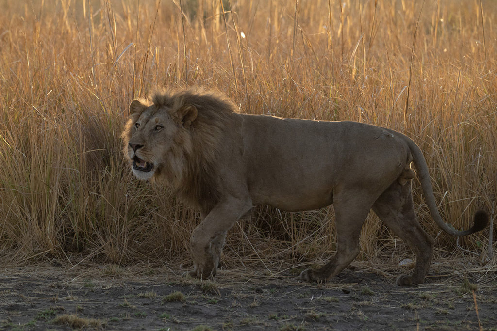 leeuw-alex-busanga-henk-bothof
