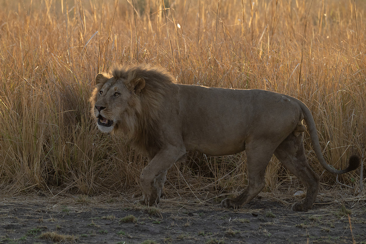 leeuw-alex-busanga-henk-bothof