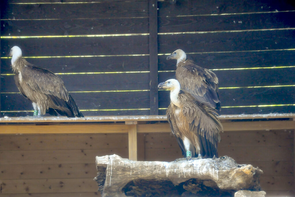 gierencentrum-beli-avo