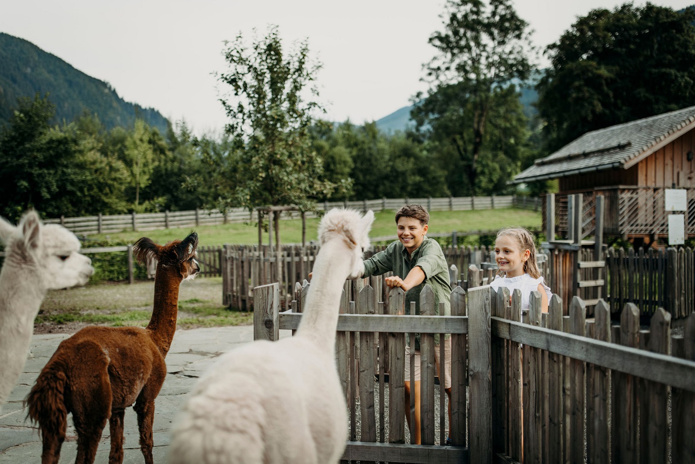 moar-gut-kinderen-alpalcas--matthias-warter