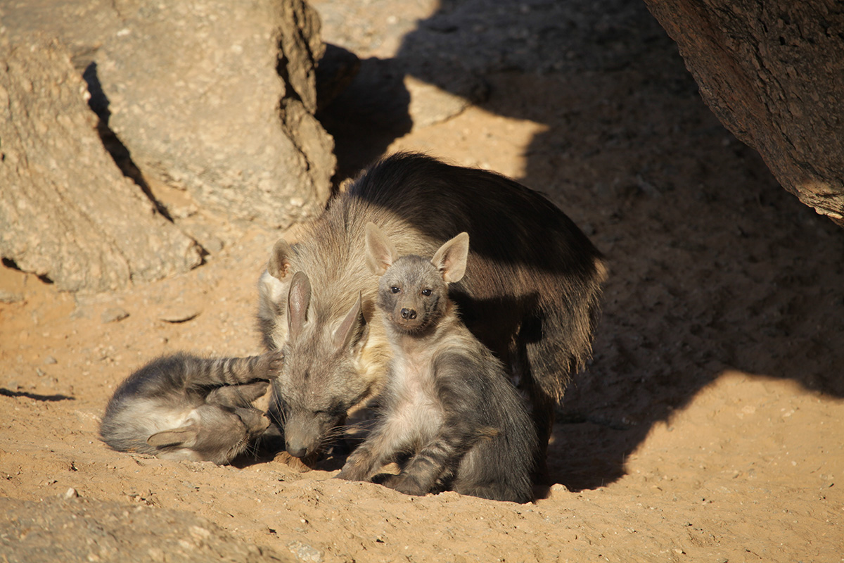 bruine-hyena-cubs-namibie-emsie-verweij
