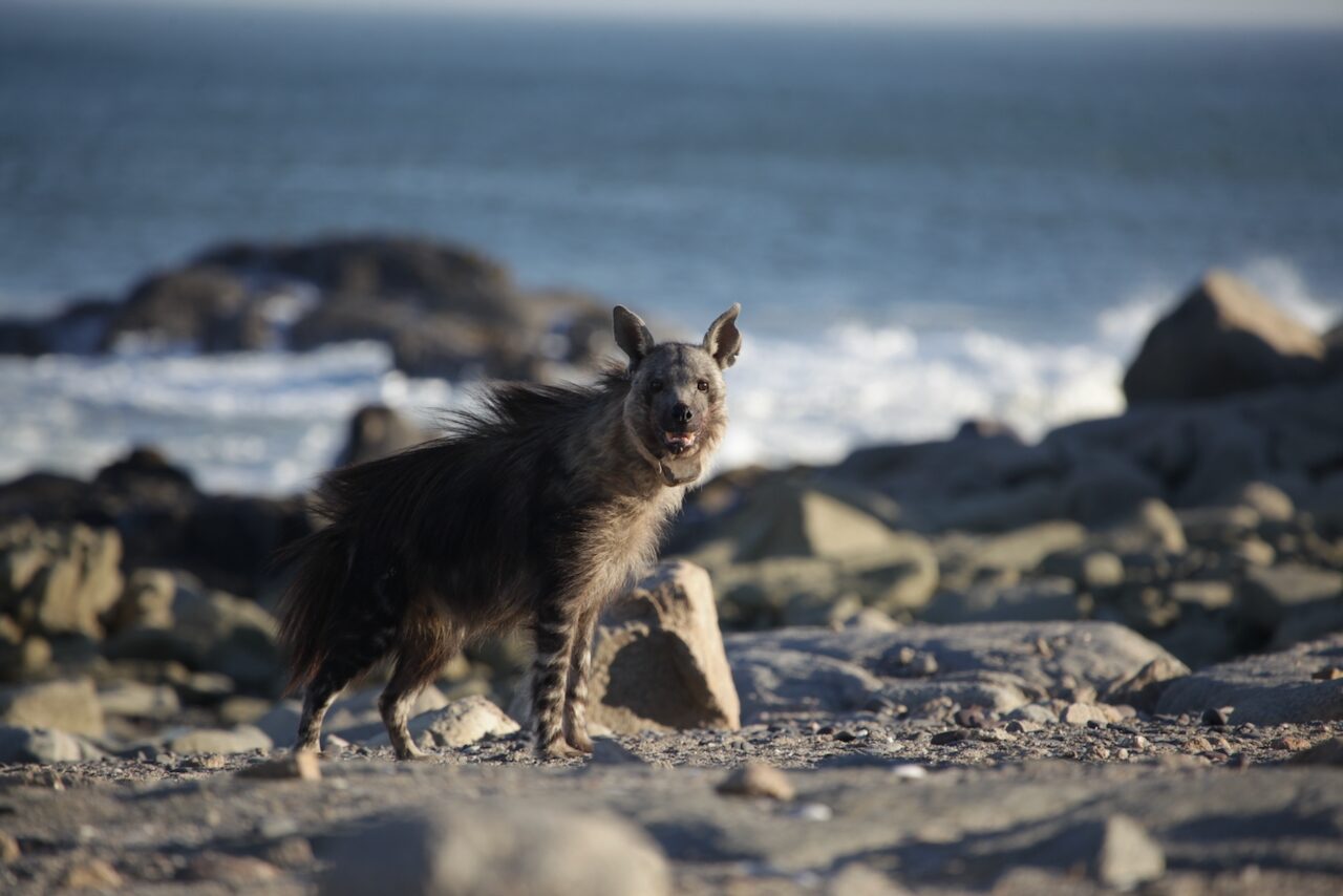 bruine-hyena-emsie-verwey-namibie