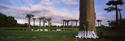 Mothers-of-the-Forest-2012-c-Scarlett-Hooft-Graafland