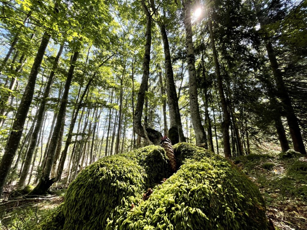 melodieën-van-het-woud-slovenie